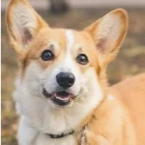 corgi