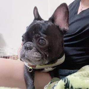 費茲