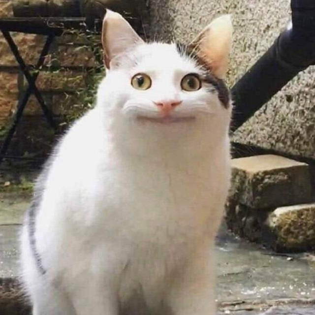 傻貓齊打炮