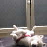蘇正鋒