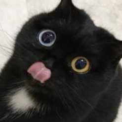 咔吸哦