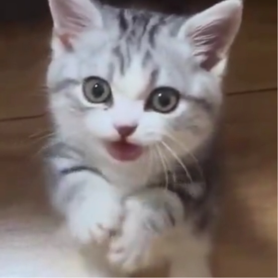 陳小彥