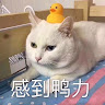 觀光客家人