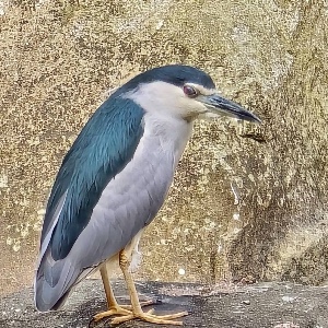 MK