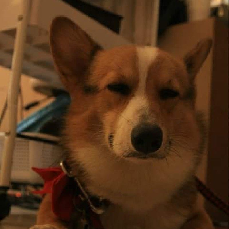 🐾