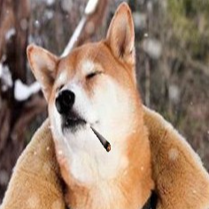 黃金總柴