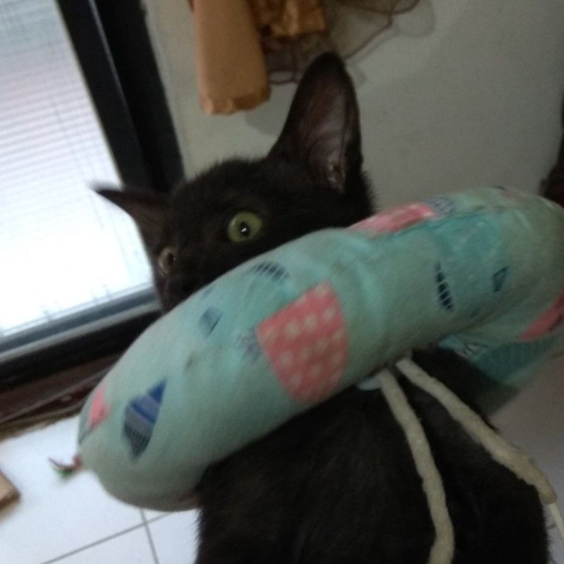 MeowFK