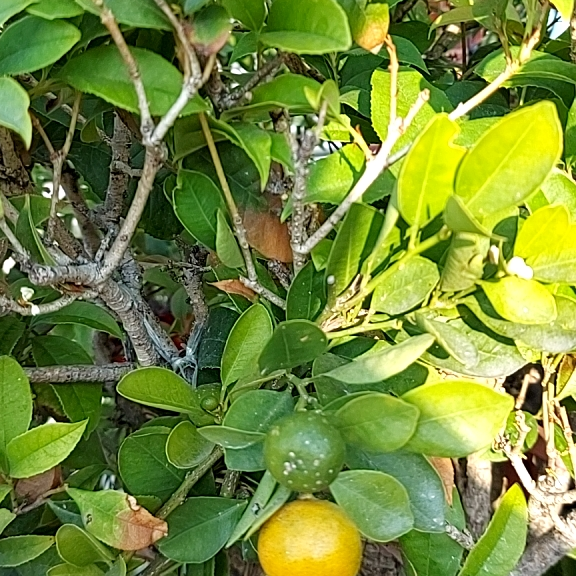 泡茶