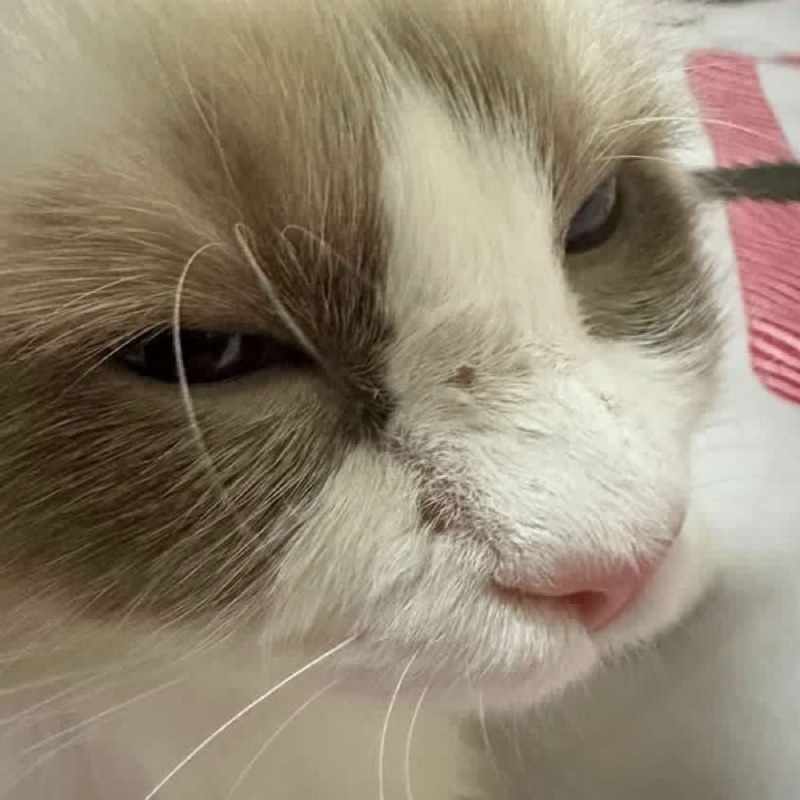 陳