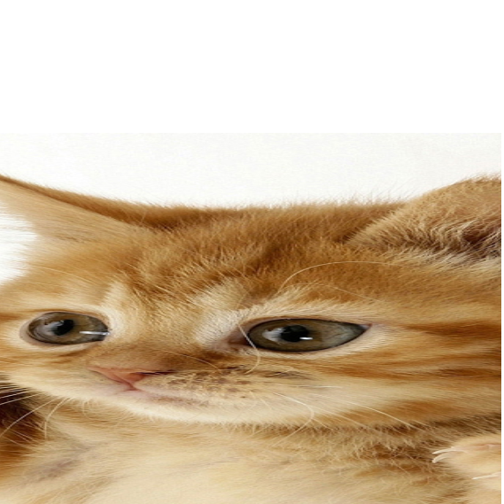 葉子
